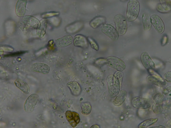 Du biologique dans la d&eacute;coupeuse laser. Sniff !